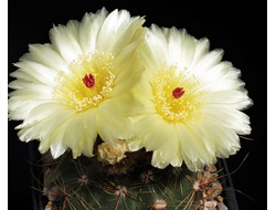 Notocactus ottonis VG-449 - 5 семян