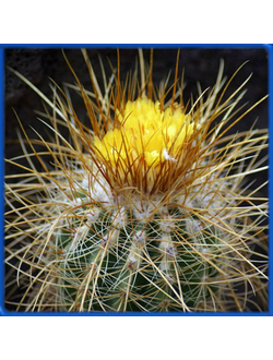 Parodia maxima