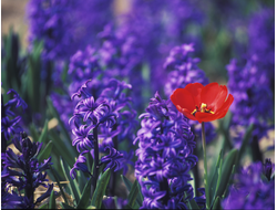 Купить греющую картину с фото закрывающийся красный цветок