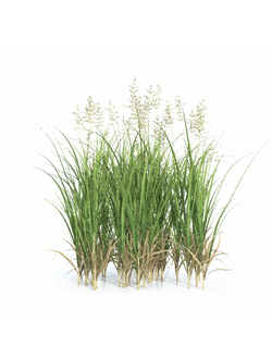 трава Зизания широколистная