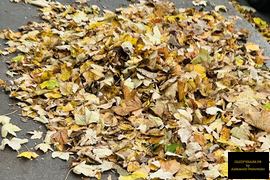 уборка и вывоз листвы в Калининграде