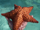 Остров Саона: волшебный мир морских звезд