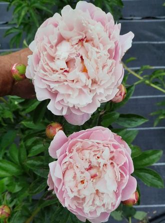 Paeonia President Taft (Reine Hortense)