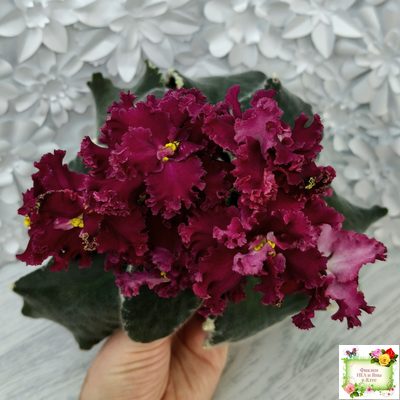 РМ-Black Cherry (Н. Скорнякова) 2022 г.