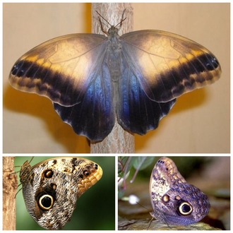 живой салют из бабочек