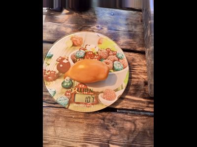 Томат Буратино золотой