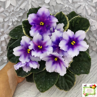 РС-Успех (С.Репкина) 2019 г.