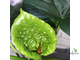 Фикус Умбеллата / Ficus Umbellata