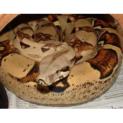 Удав обыкновенный