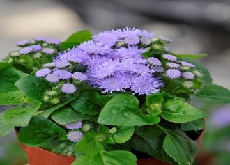 Агератум Ageratum houstonianum dwarf Aloha blue F1