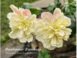 Рашмур Замбези фото