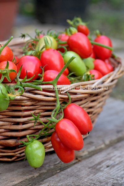 Томат Красный клык, 10 шт.