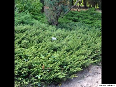 Можжевельник обыкновенный Green Carpet - фото - красовский-сад.рф