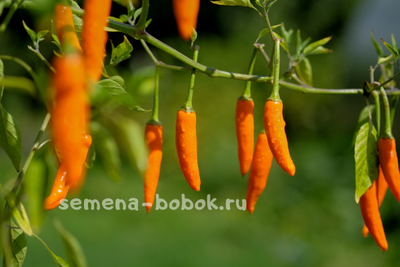 Перец острый Onza Amarillo, 10 шт