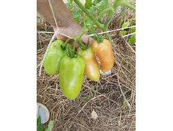 Томат Суперрог Павла (Super Corro di Paolo), Италия