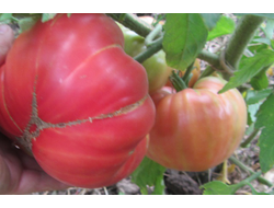 Томат Деревенский (HILBILLY)