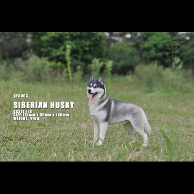 Сибирская хаски (серая) - Коллекционная ФИГУРКА 1/6 scale Husky (QYC003D) - QuanYingCun