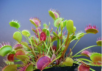 Dionaea muscipula Cropped tooth