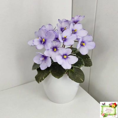 Smitten Kitten (LLG/S.Sorano) 03/22/2008 (9956)