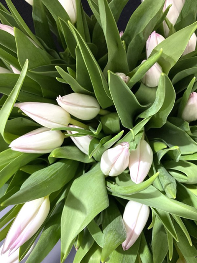 Тюльпаны 25 шт