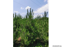 Сосна Черная - Pinus Nigra