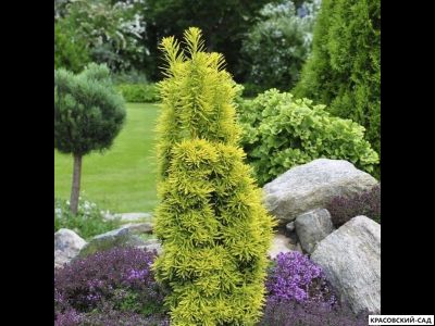 Тисс ягодный Давид - David