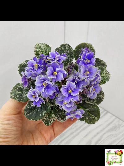 Shirl&#039;s Ruffled Petticoat (S. Sanders) (9159) 12/24/2002