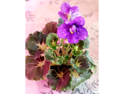 139) АВ- Корзиночка с Ежевикой 21г, ( полумини) (цветущая)