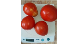 Гном Австралийская капля