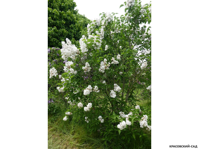 Сирень обыкновенная Красавица Москвы