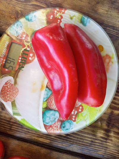 Перец сладкий Хорват