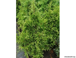 Туя Рекурвата - Recurvata