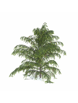 хвойные Ель Бревера 11