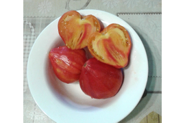 Абрикосовая зебра