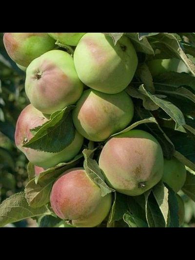 Каскад (яблоня колонна), 2года, ЗКС