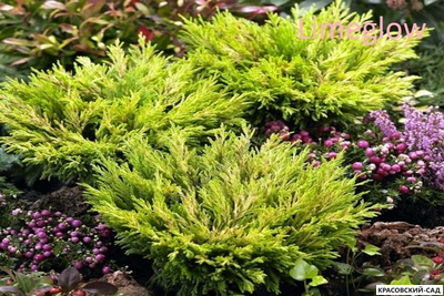 Можжевельник горизонтальный Лайм Глоу