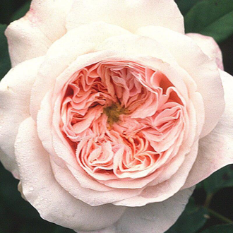 Клер Роуз  (Claire Rose (AUSlight))  роза