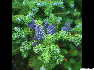 Пихта корейская - Abies koreana