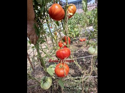 Томат Вова Путин