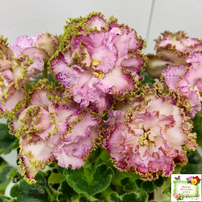 ЛЕ-Медуница (Е. Лебецкая) 2020 г. (сортовая омоложенная розетка)