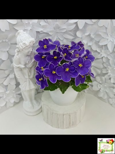 АВ-Контрольный Выстрел (Фиалковод) 2020 г. (пестролистный гёрл)