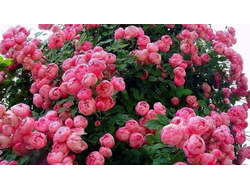 Raubritter (Раубриттер) ВЕСНА