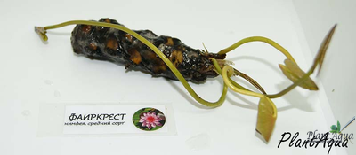 Нимфея Фаиркрест