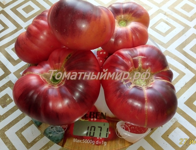 Томат Лазурный гигант (Azure Giant)