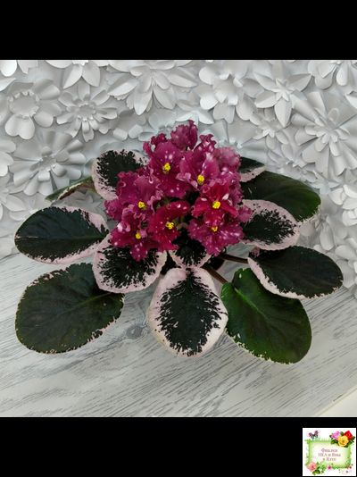 Rivermist Zeeva (J. Baker) (лист с детками укоренённый)