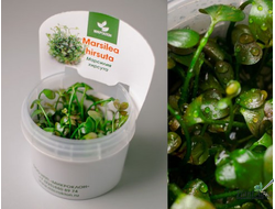 MARSILEA HIRSUTA/ МАРСИЛИЯ ХИРСУТА (меристемная)