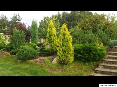 Туя Голден Смарагд - Golden Smaragd