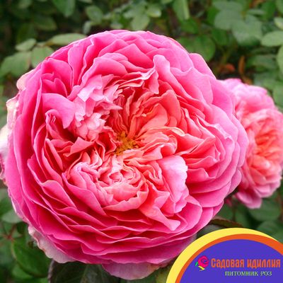 Айсфогель (Eisvogel)