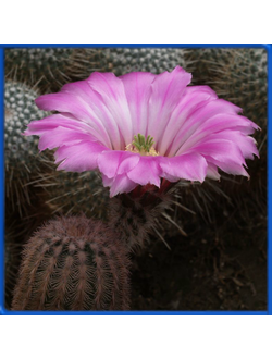 Echinocereus pectinatus PP 1538