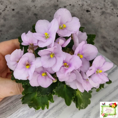 Morgan's Ivy League (C.Eros) (пестролистный гёрл)